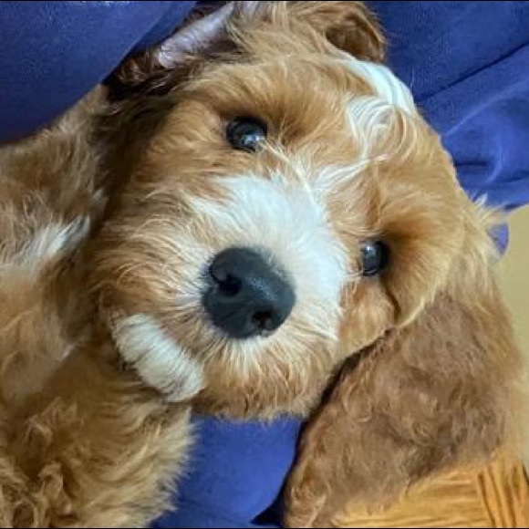 Meet your Posher, Wendy - Picture 1 of 1